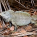 iguana_rock_lwc_provo_h_0050_tci0050.jpg